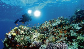 Diver Photographing Coral Reef